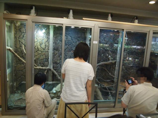 Illustration for article titled A Look Inside Japan's Reptile Cafes